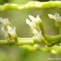 Schoenorchis nivea (Lindl.) Schltr.